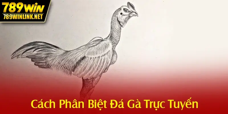 Cách phân biệt đá gà trực tuyến